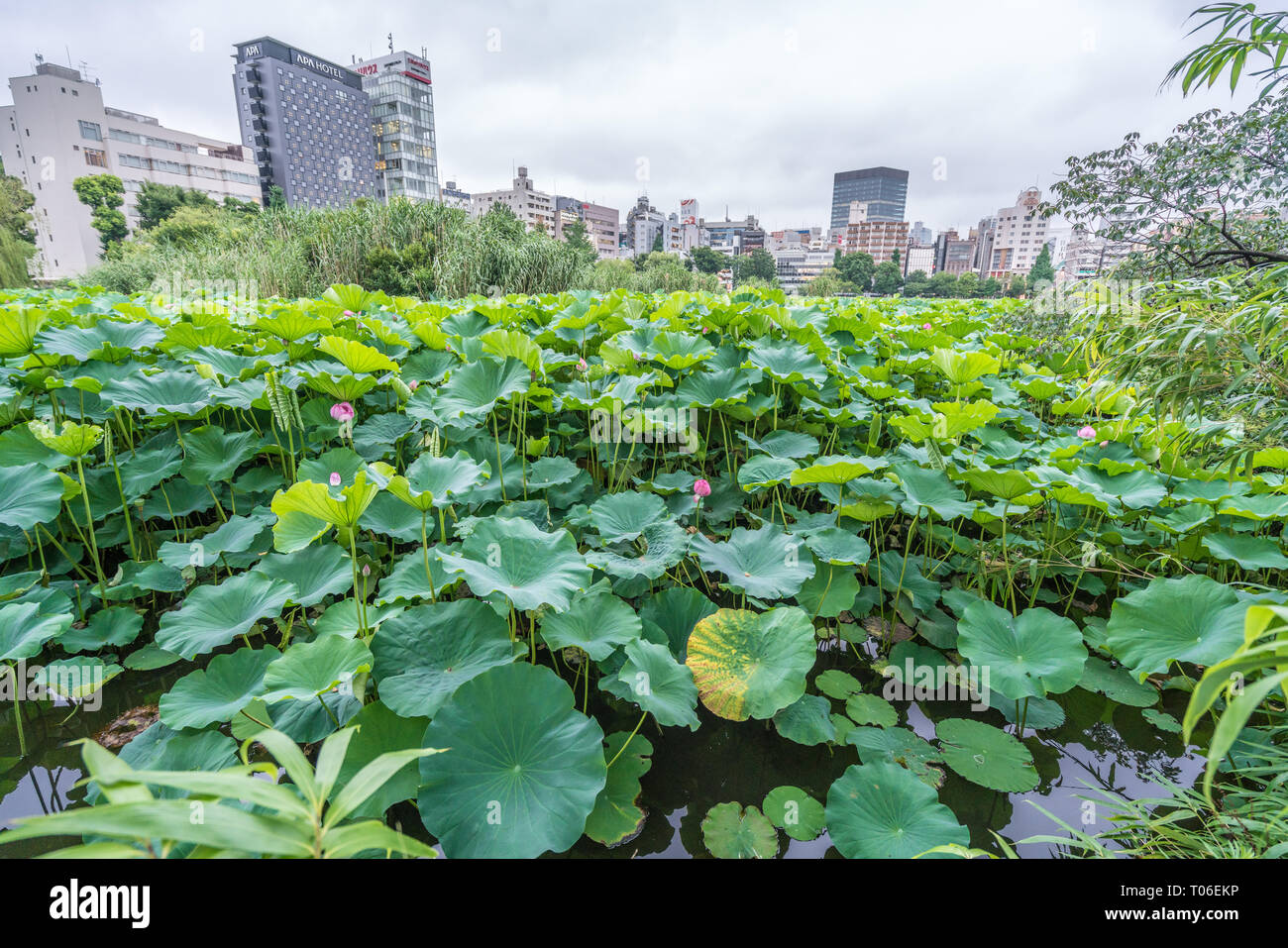 Taito-ku, Tokyo - Luglio 27, 2017: ninfee presso Lotus Pond (Hasu no Ike) all'interno di Shinobazu pond (Shinobazu no Ike) situato sull'Isola di Benten nel gruppo UEN Foto Stock