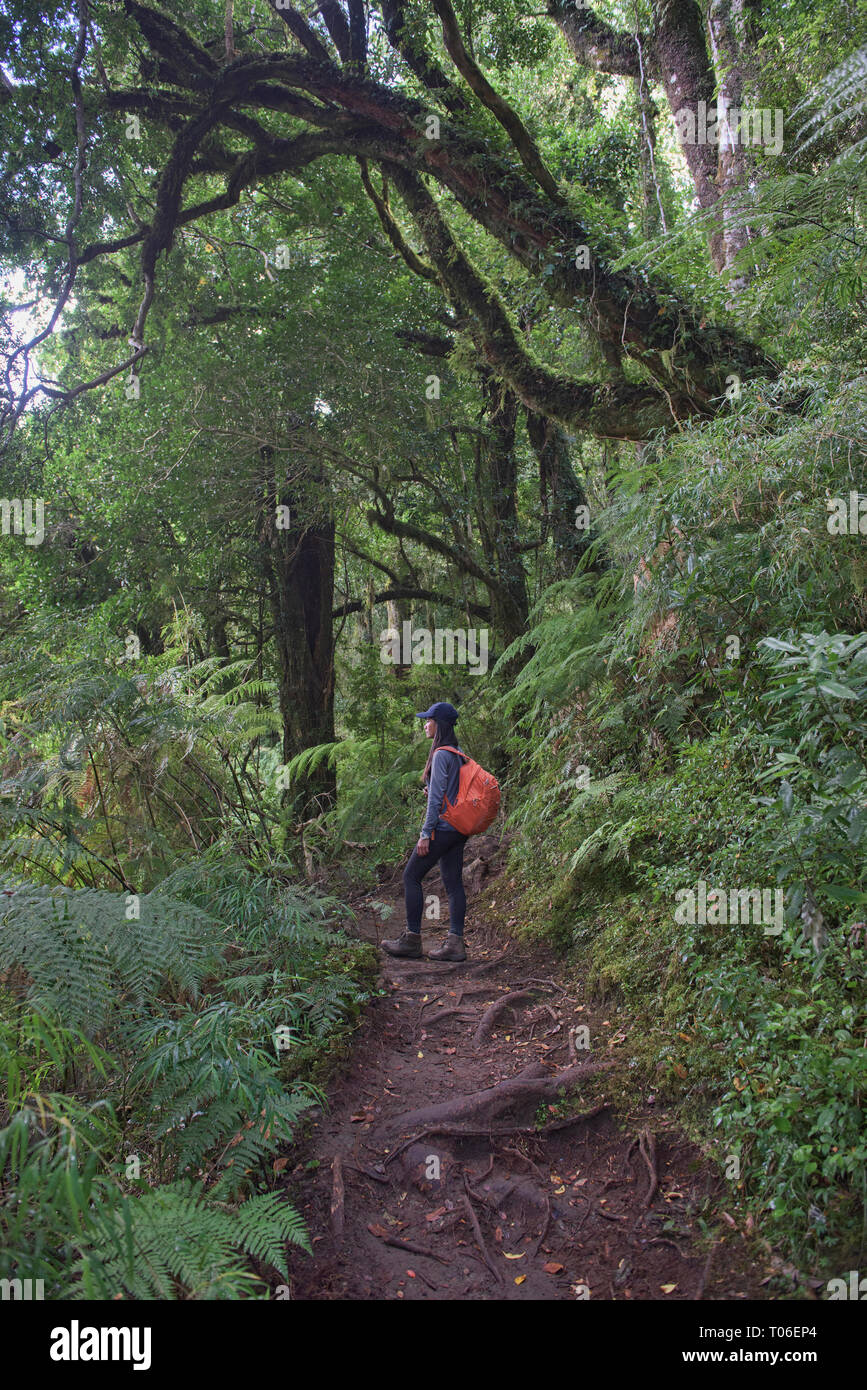 Trekking nella foresta pluviale temperata in Queulat National Park, Patagonia, Aysen, Cile Foto Stock