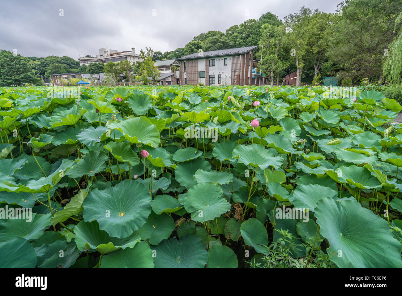 Taito-ku, Tokyo - Luglio 27, 2017: ninfee presso Lotus Pond (Hasu no Ike) all'interno di Shinobazu pond (Shinobazu no Ike) situato sull'Isola di Benten nel gruppo UEN Foto Stock