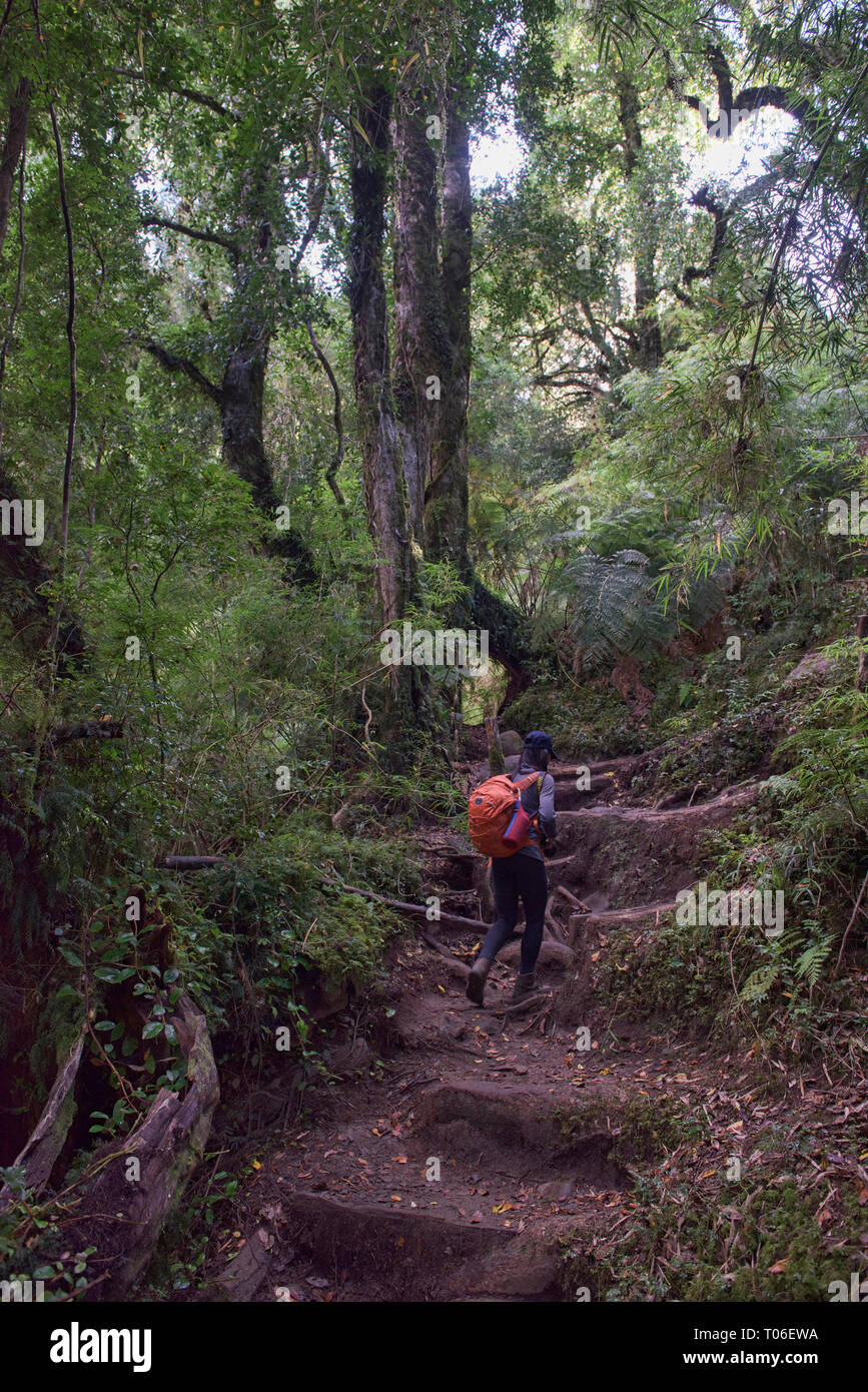 Trekking nella foresta pluviale temperata in Queulat National Park, Patagonia, Aysen, Cile Foto Stock