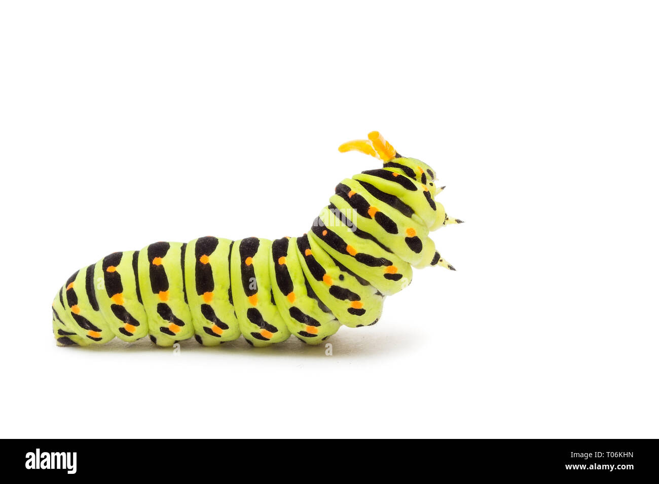 A coda di rondine o caterpillar Papilio Machaon su sfondo bianco Foto Stock