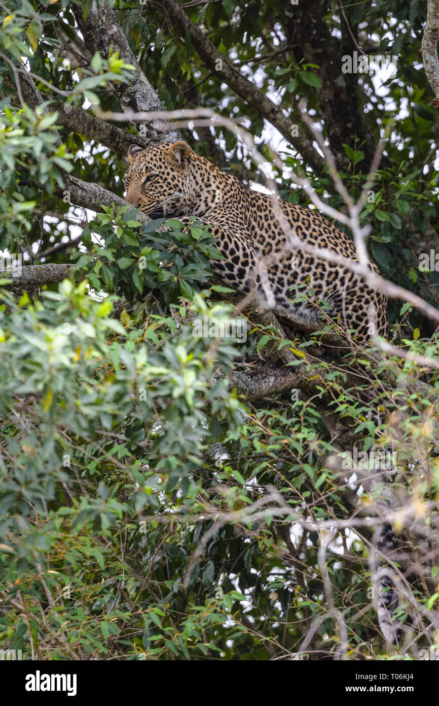 Leopard africani in agguato su un albero. Masai Mara, Kenya Foto Stock