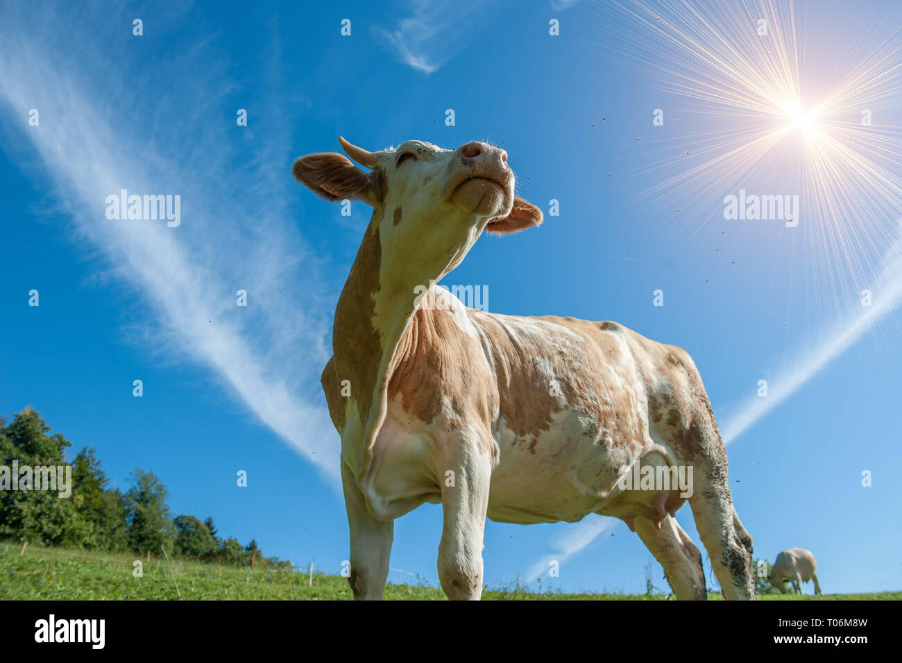 Il pascolo di vacca circondato da mosche Foto Stock