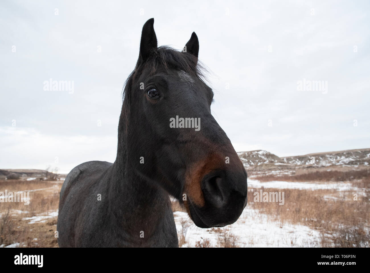 Primo piano di un nero e marrone testa di cavallo contro un sfondo invernale di Badlands il terreno e il cielo grigio in Alberta Canada's Red Deer River Valley Foto Stock