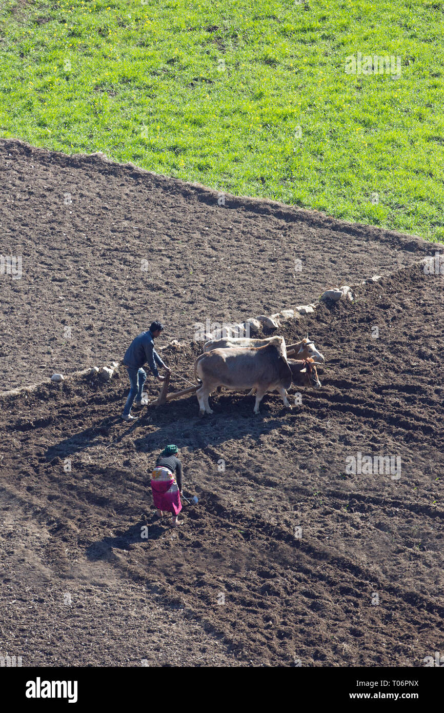 Il contadino, utilizzando zebù buoi (bos indicus), per aratro e preparare un campo di risone per resowing un nuovo raccolto di riso. India del nord. Gennaio e Febbraio. Foto Stock