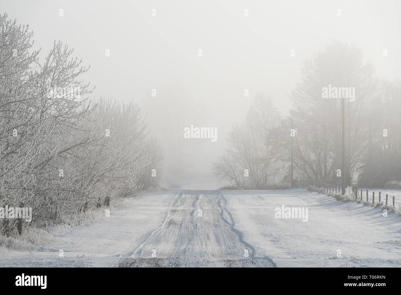 Country Road scomparendo nella nebbia in inverno, alberi e recinzioni su entrambi i lati Foto Stock