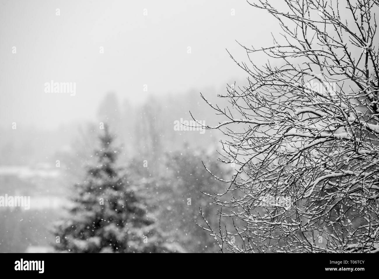 Nevicata contro il fondale di alberi e rami in inverno in bianco e nero Foto Stock