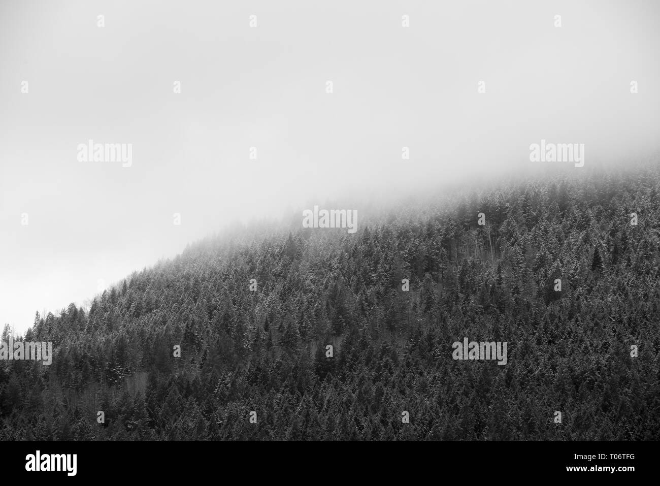 Smerigliati alberi di una foresta di scomparire nella nebbia su una montagna in bianco e nero Foto Stock