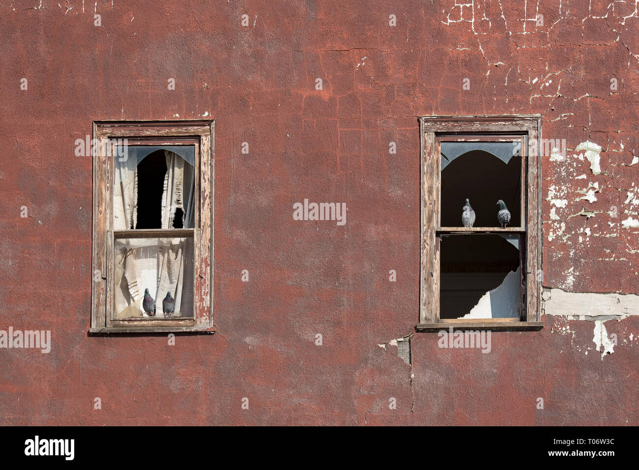Quattro piccioni in piedi su infissi in legno con il vetro rotto su un intonaco di borgogna muro di un edificio abbandonato con due finestre Foto Stock