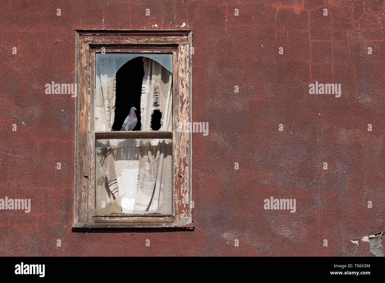 Piccione in piedi su una tavola di legno sul telaio di una finestra con il vetro rotto su un intonaco di borgogna muro di un edificio abbandonato Foto Stock