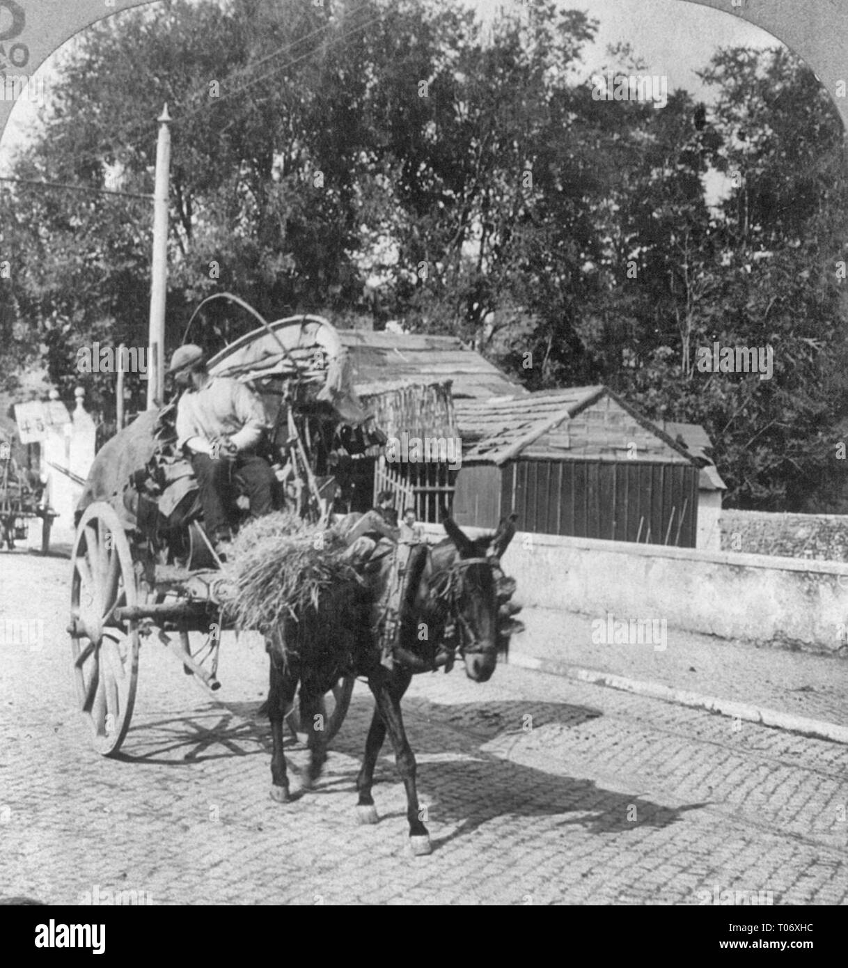 Portare il vino a dorso di mulo-disegnato il carrello a Roma da vigneti di Frascati, Italia, circa 1904 Foto Stock