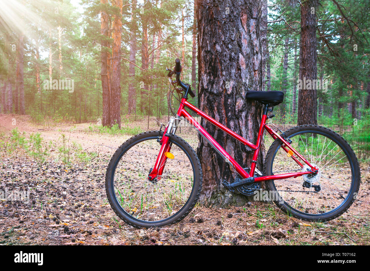 Red Mountain bike bicicletta parcheggiata da un grande pino tronco di albero vicino alla pista forestale. Mattinata estiva con raggi di sole Foto Stock