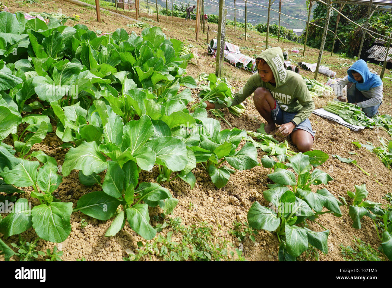 Kundasang Sabah Malaysia - Feb 27, 2019 : Non identificato farm indonesiano lavoratore lavorando sul grafico di vegetali a Kundasang Sabah. Foto Stock