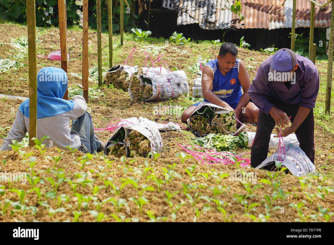 Kundasang Sabah Malaysia - Feb 27, 2019 : Non identificato farm indonesiano lavoratore lavorando sul grafico di vegetali a Kundasang Sabah. Foto Stock
