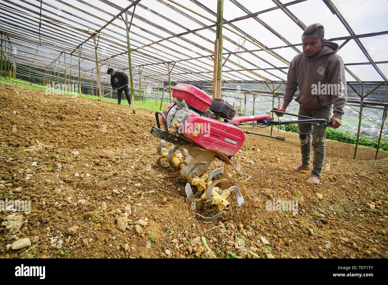 Kundasang Sabah Malaysia - Feb 27, 2019 : Non identificato farm indonesiano lavoratore lavorando sul grafico di vegetali a Kundasang Sabah. Foto Stock