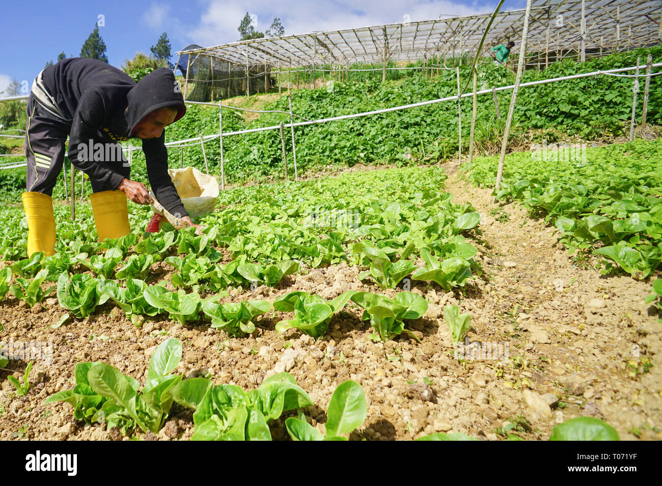 Kundasang Sabah Malaysia - Feb 27, 2019 : Non identificato farm indonesiano lavoratore lavorando sul grafico di vegetali a Kundasang Sabah. Foto Stock