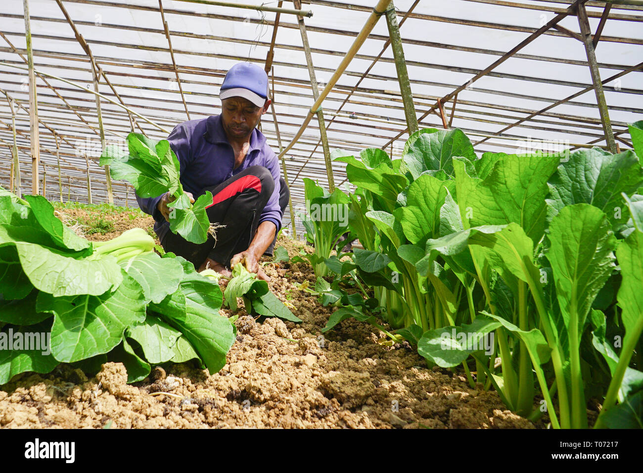 Kundasang Sabah Malaysia - Feb 27, 2019 : Non identificato farm indonesiano lavoratore lavorando sul grafico di vegetali a Kundasang Sabah. Foto Stock