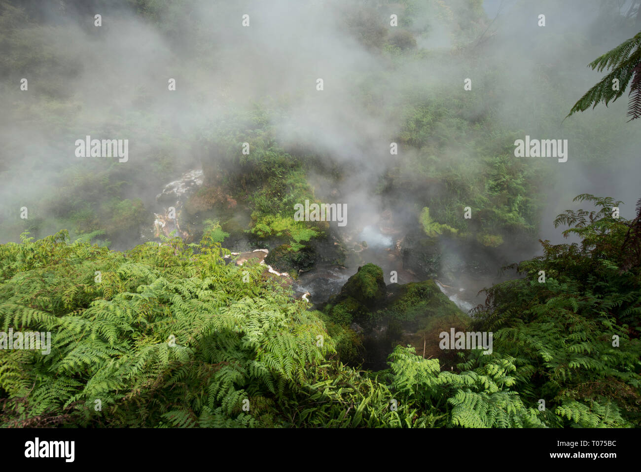 Primavera calda bollente primavera calda circondata da felci e alberi avvolti in vapore, Waikite Valley Piscine Termali Park, Rotorua, Isola del nord, Nuova Zelanda Foto Stock