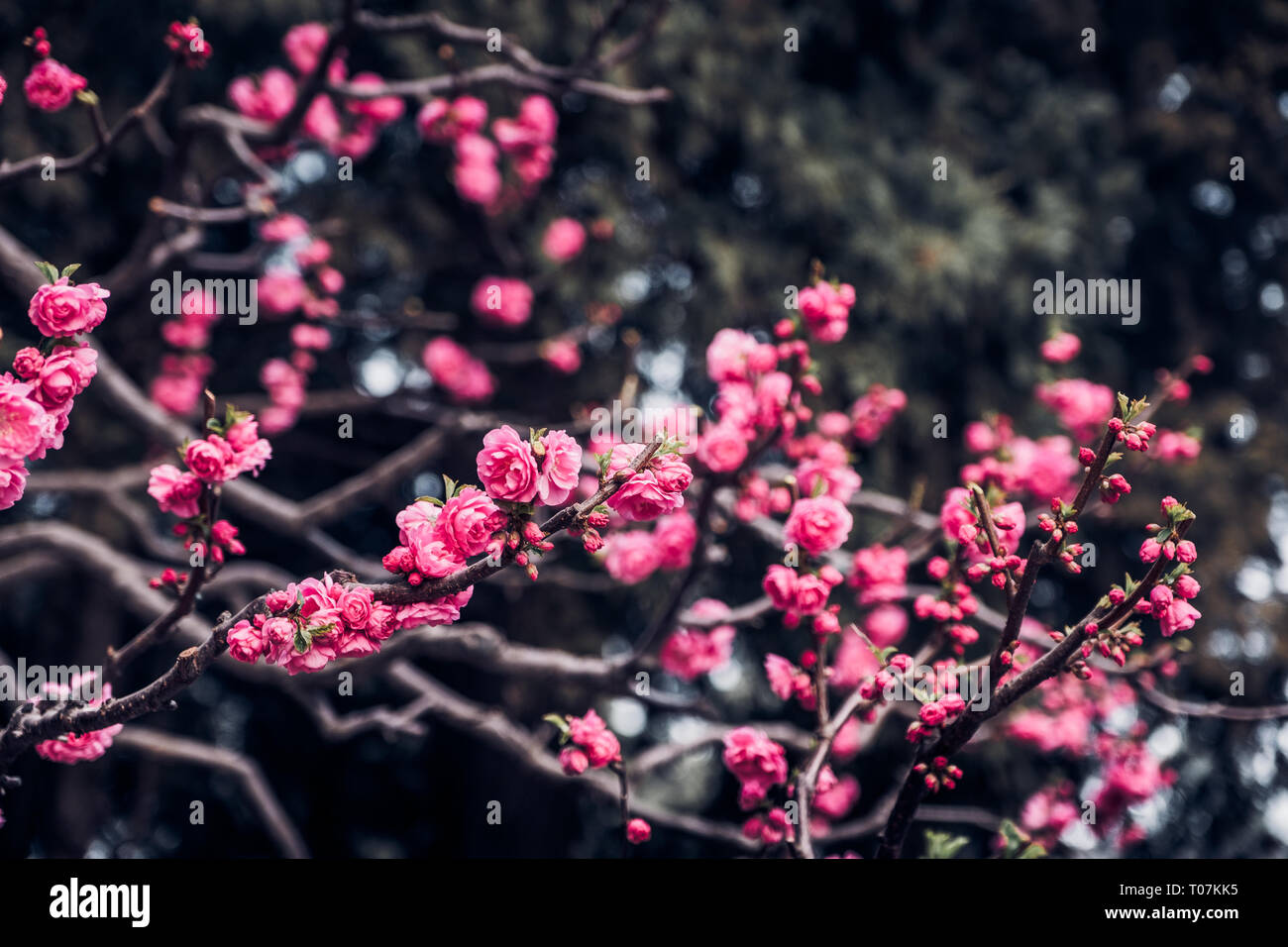 Close up rosa prugna Fiore blossom su albero in primavera,stagionali sfondo naturale.dramtic filtro di tono Foto Stock