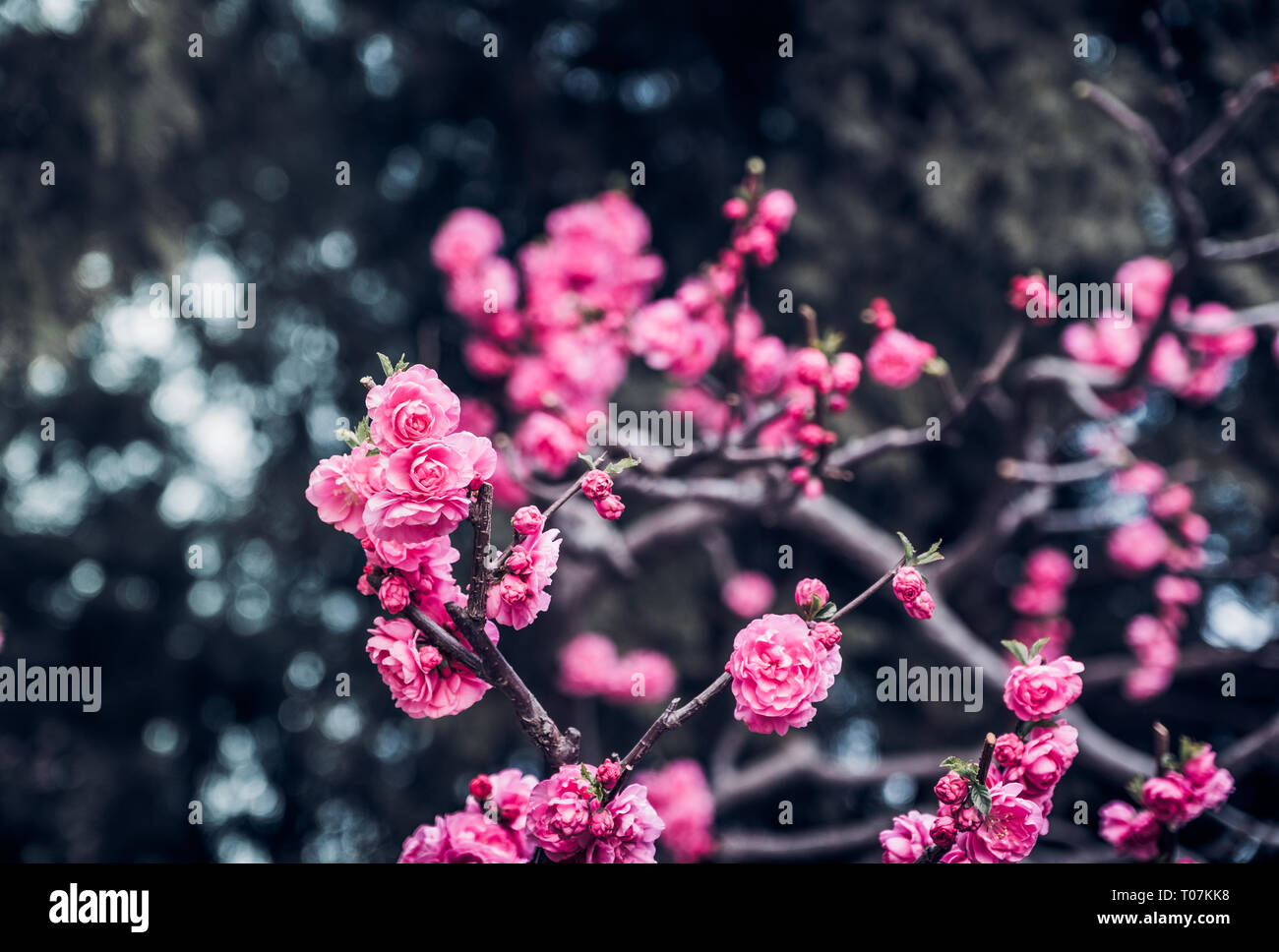 Close up rosa prugna Fiore blossom su albero in primavera,stagionali sfondo naturale.dramtic filtro di tono Foto Stock