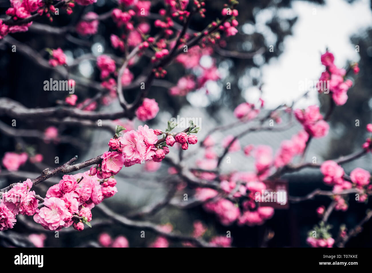 Close up rosa prugna Fiore blossom su albero in primavera,stagionali sfondo naturale.dramtic filtro di tono Foto Stock