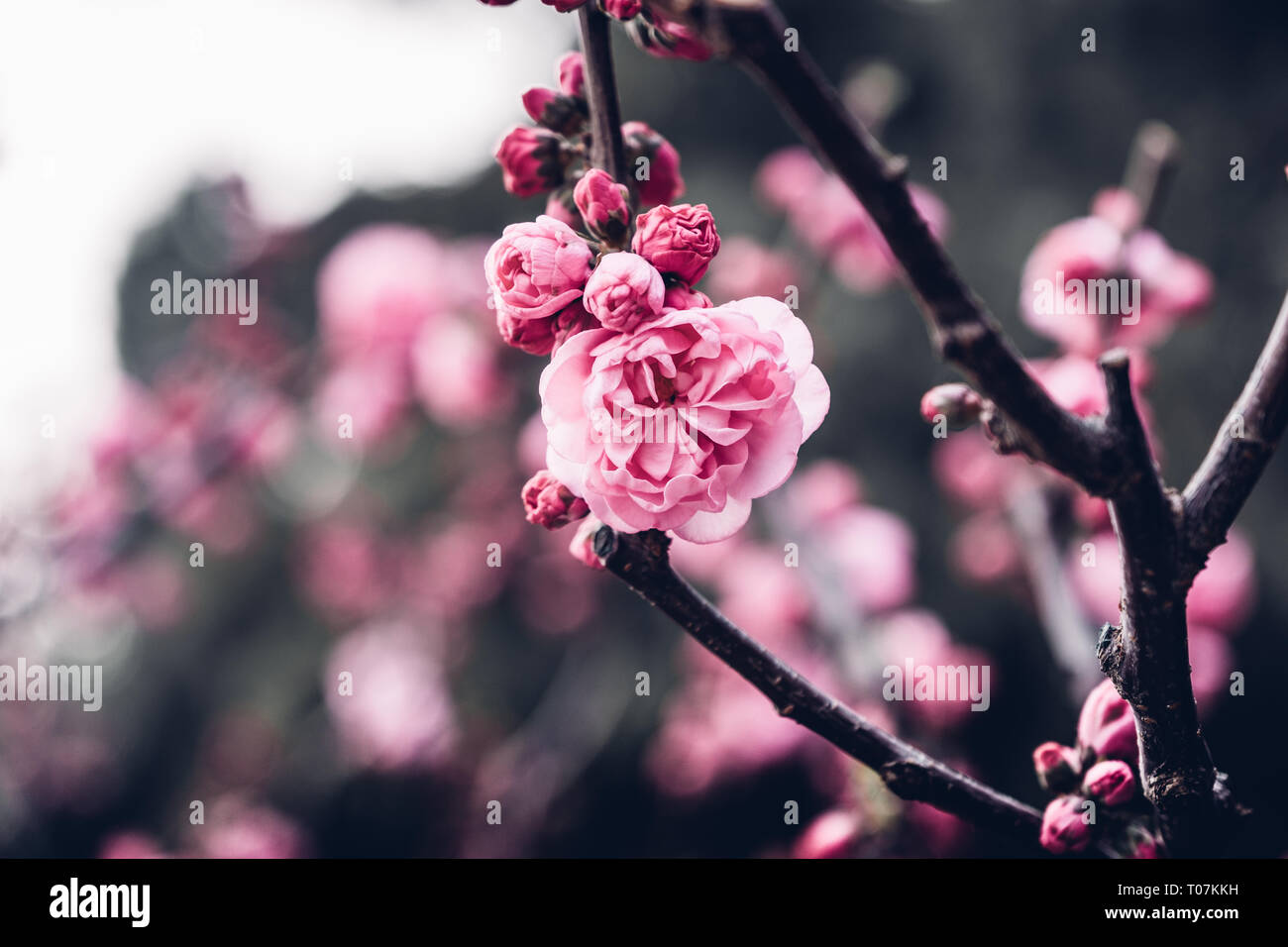 Close up rosa prugna Fiore blossom su albero in primavera,stagionali sfondo naturale.dramtic filtro di tono Foto Stock