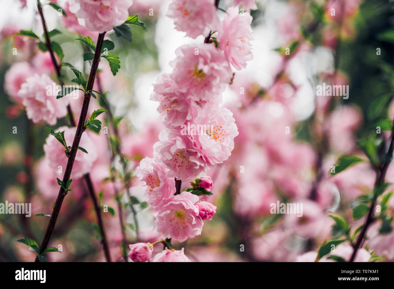 Close up rosa prugna Fiore blossom su albero in primavera,stagionali sfondo naturale.dramtic filtro di tono Foto Stock