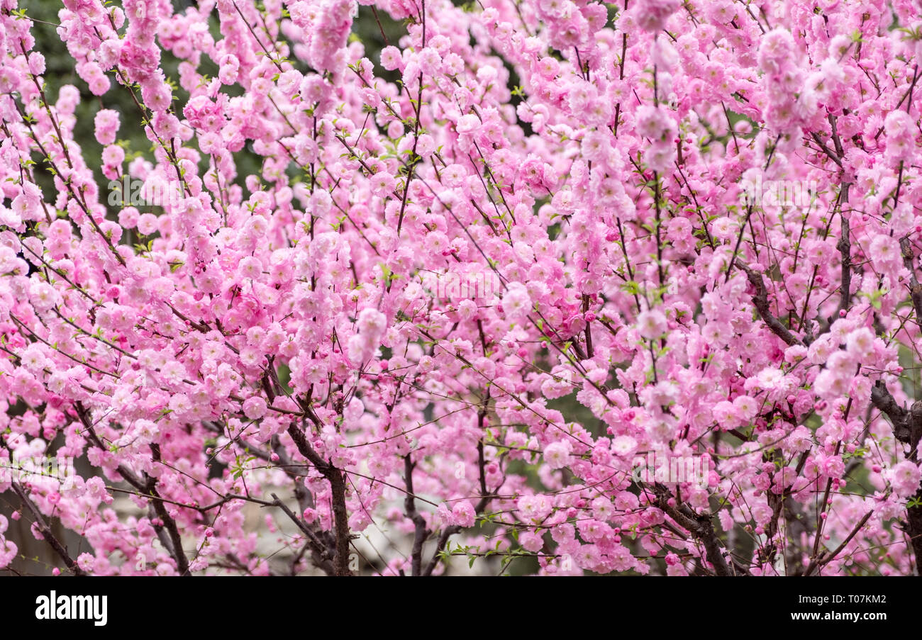 Close up rosa prugna Fiore blossom su albero in primavera,stagionali sfondo naturale.dramtic filtro di tono Foto Stock
