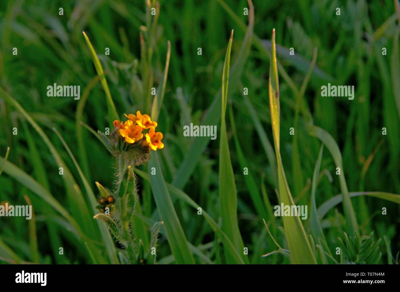 Piccoli fiori milkweed può essere trovato sulle colline di Terra Linda Spazio aperto conservare in San Rafael, CA. Foto Stock