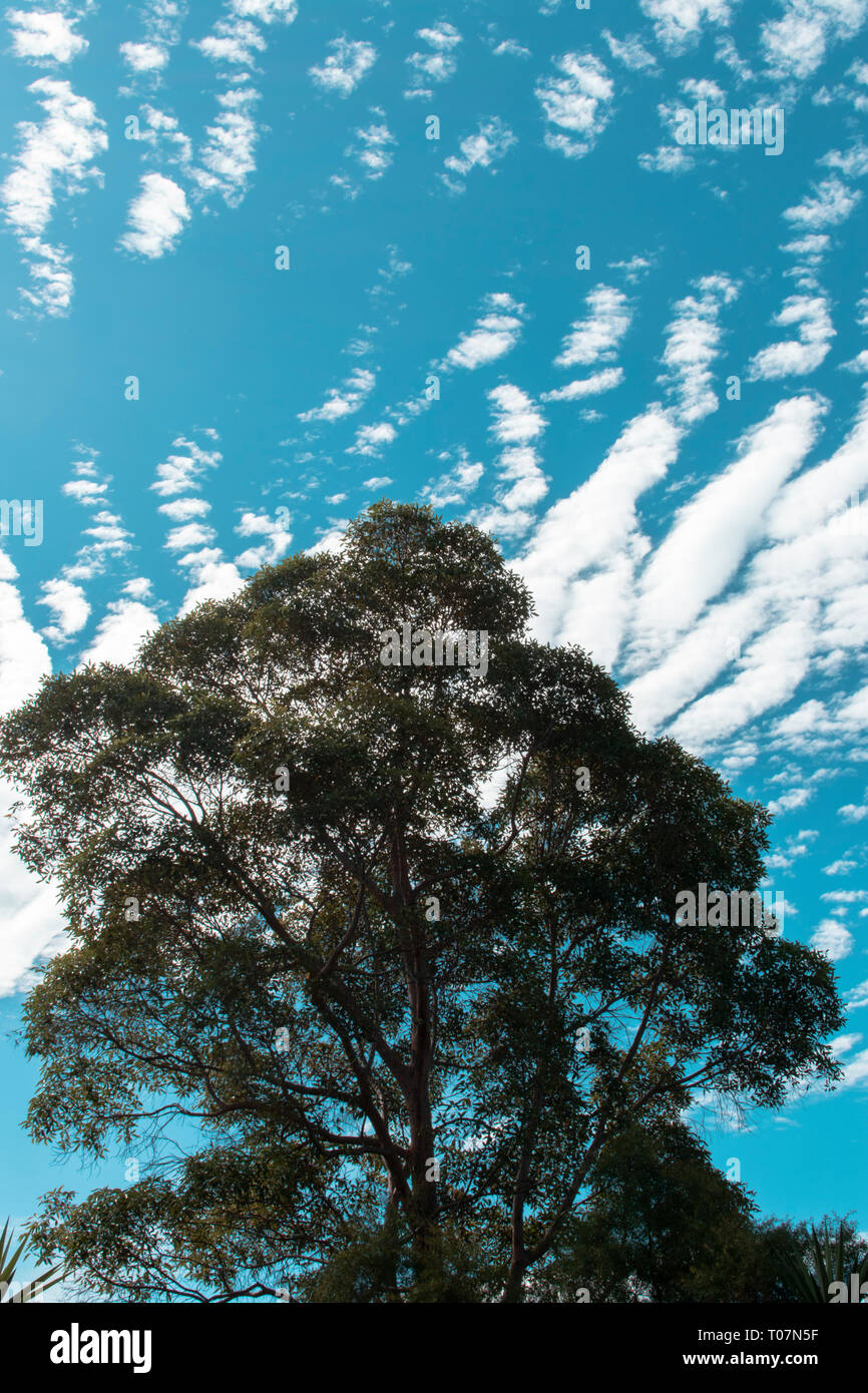 Altezza albero con nube riempiva il cielo blu Foto Stock