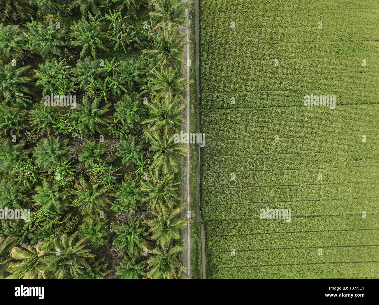 Il Coconut Plantation, Ricefield e olio di palma plantation dal di sopra. Le foto scattate con l'isola di Sulawesi, Indonesia. Foto Stock