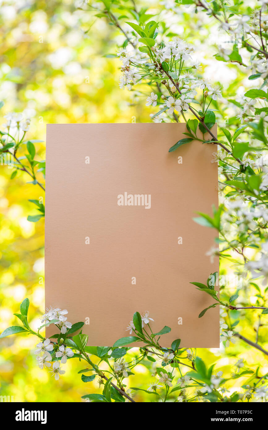 Carta vuota tra rami di ciliegio in fiore. Foto Stock