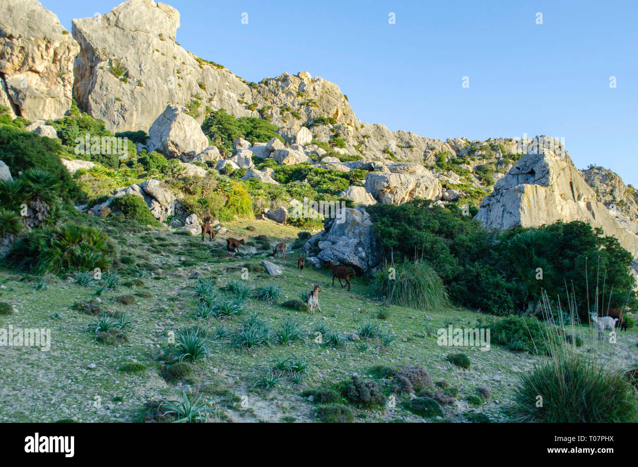 Mallorca Foto Stock