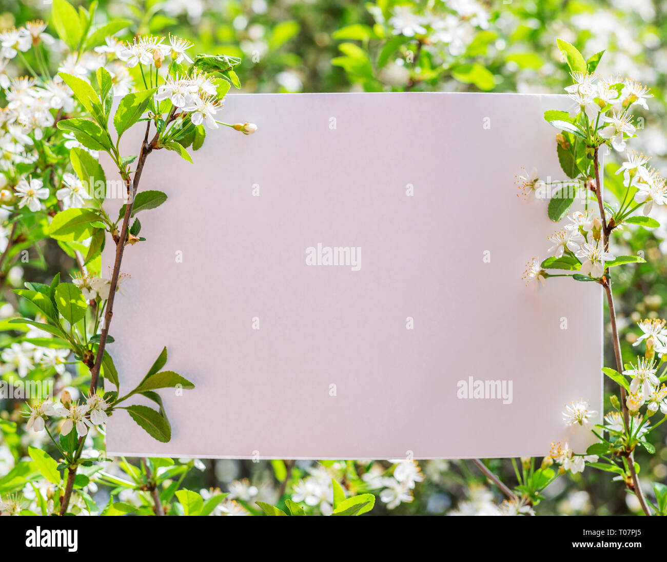 Carta vuota tra rami di ciliegio in fiore. Foto Stock