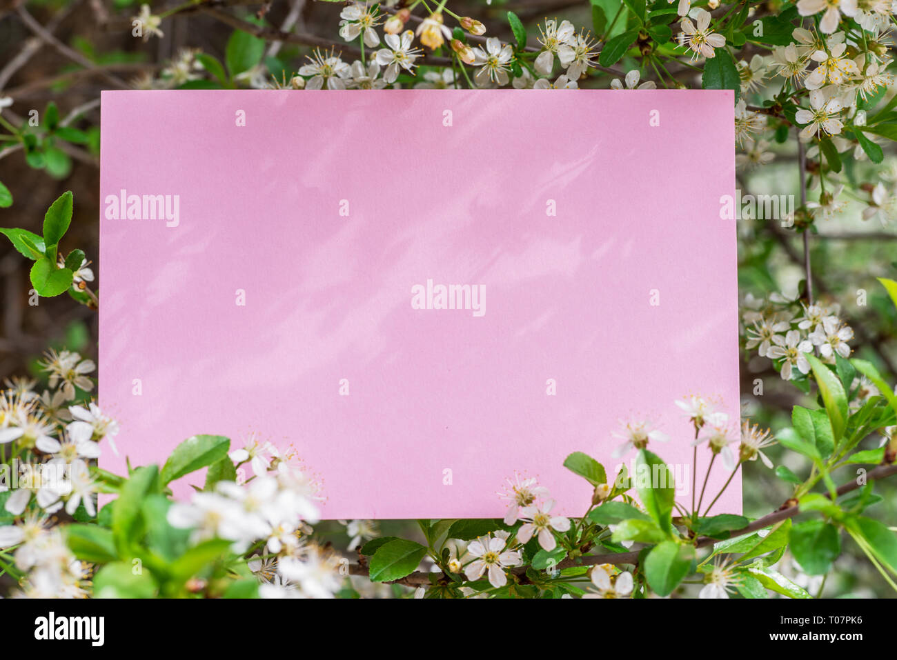 Rosa carta vuota tra rami di ciliegio in fiore. Foto Stock