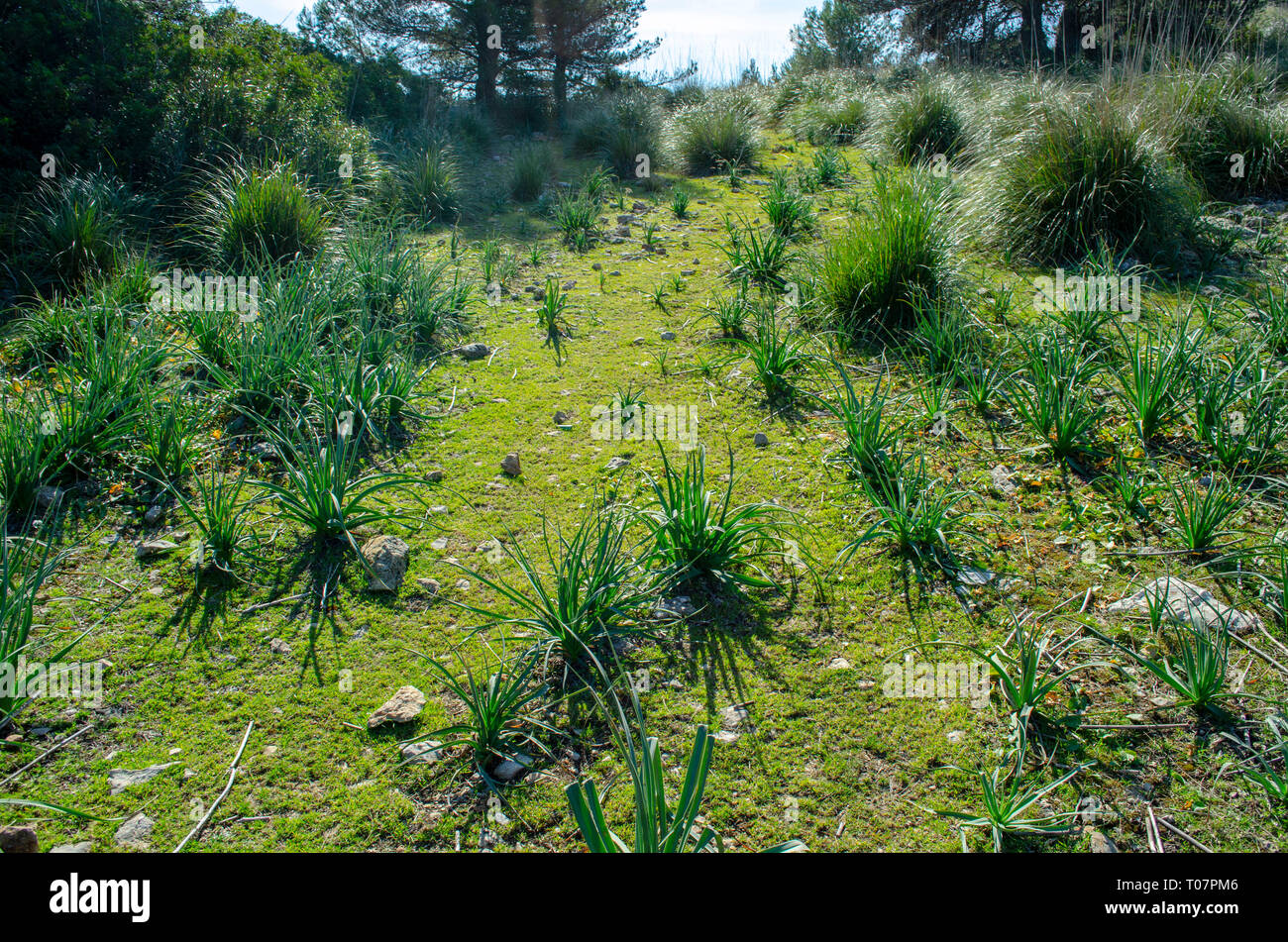 Mallorca Foto Stock