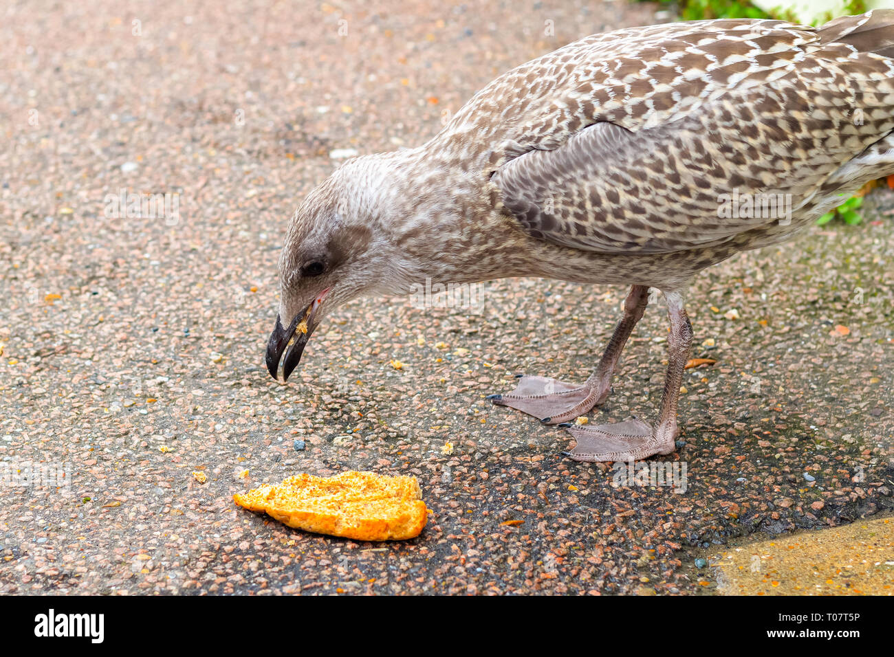 Seagull mangiare pane sulla strada della famosa località balneare Southwold DEL REGNO UNITO Foto Stock