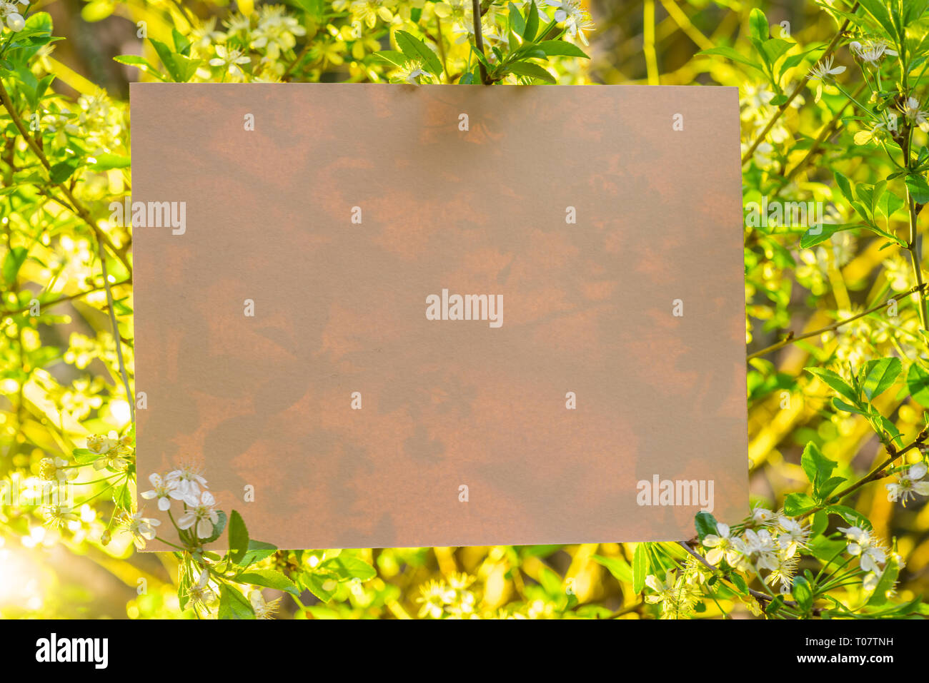 Carta vuota tra rami di ciliegio in fiore. Foto Stock