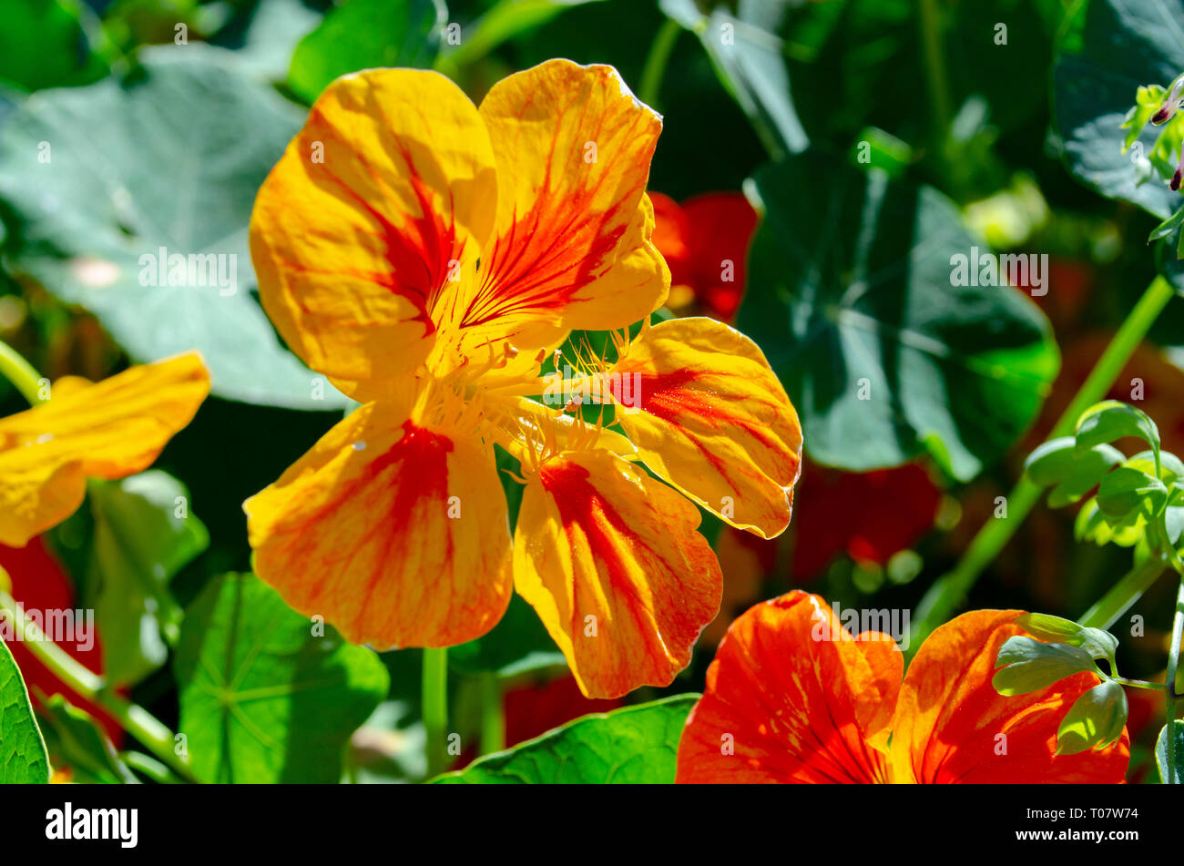 Mallorca Foto Stock