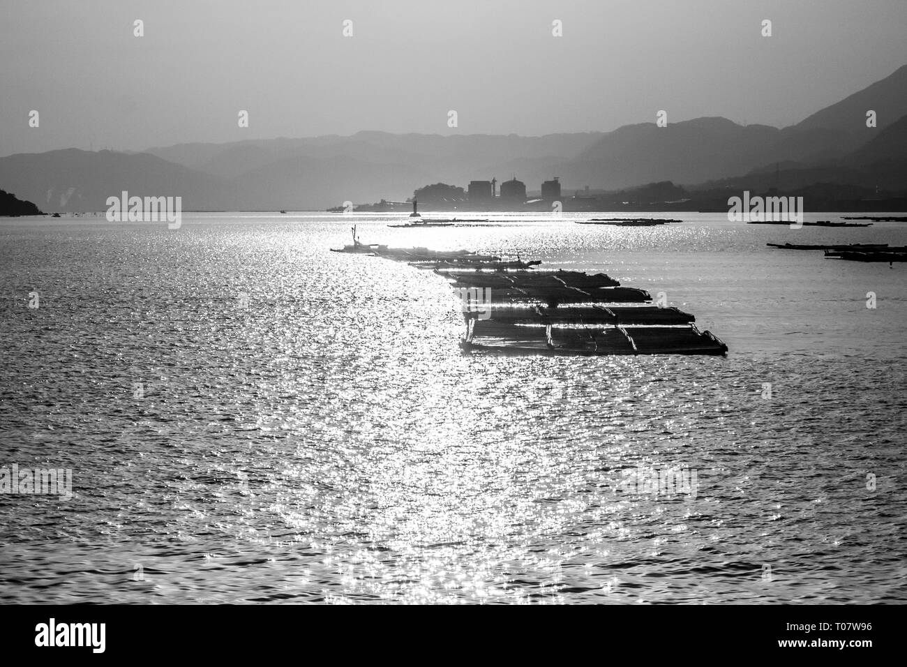 Fattoria di Pesce di prima mattina vicino all'isola di Miyajima, Giappone. Immagine in bianco e nero Foto Stock