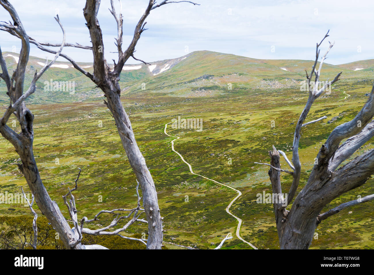 Nativi Australiani vegetazione forestale nel Kosciuszko National Park, NSW, Australia. Sullo sfondo della natura con piante e vegetazione. Foto Stock