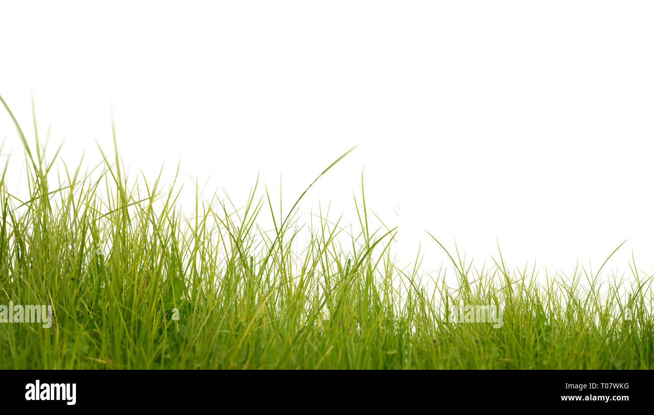 Lussureggiante verde erba isolati su sfondo bianco Foto Stock