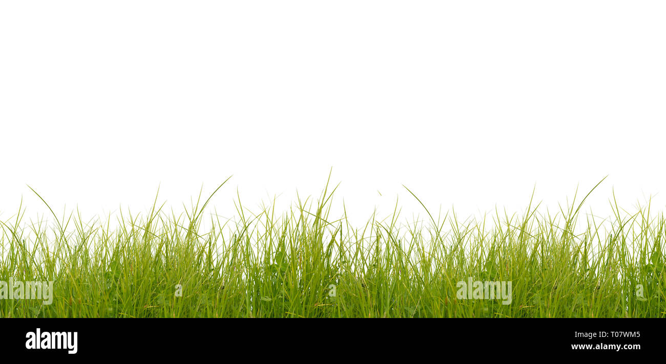 Lussureggiante verde erba isolati su sfondo bianco Foto Stock