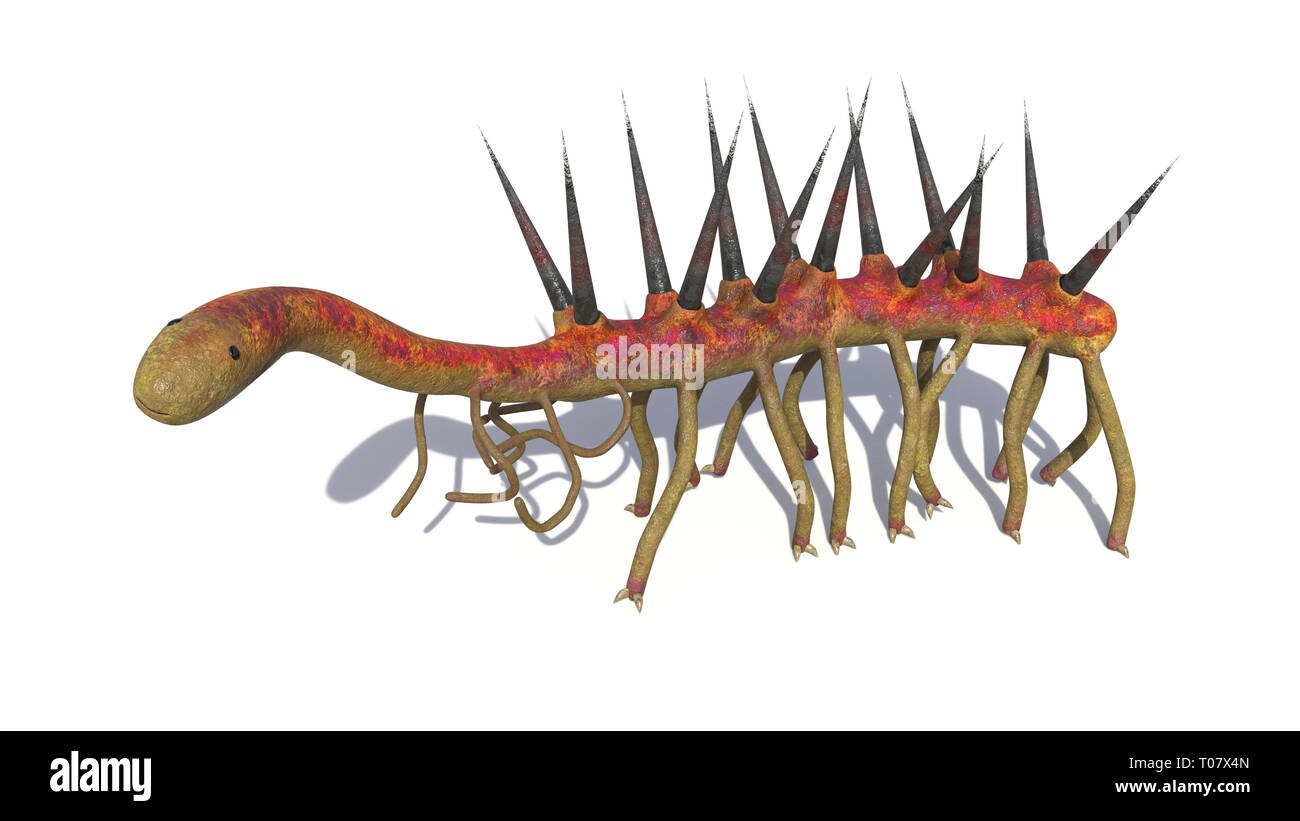 Hallucigenia, preistorici animali acquatici dal periodo Cambriano isolati su sfondo bianco (3d la scienza illustrazione) Foto Stock