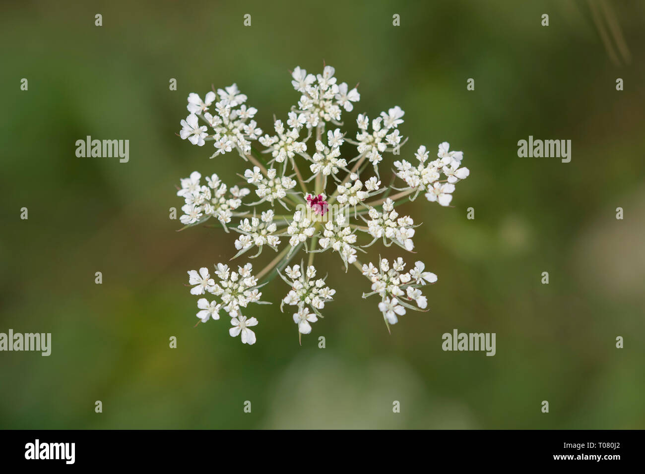 Wild carota, Baviera, Germania, Europa (Daucus carota carota) Foto Stock