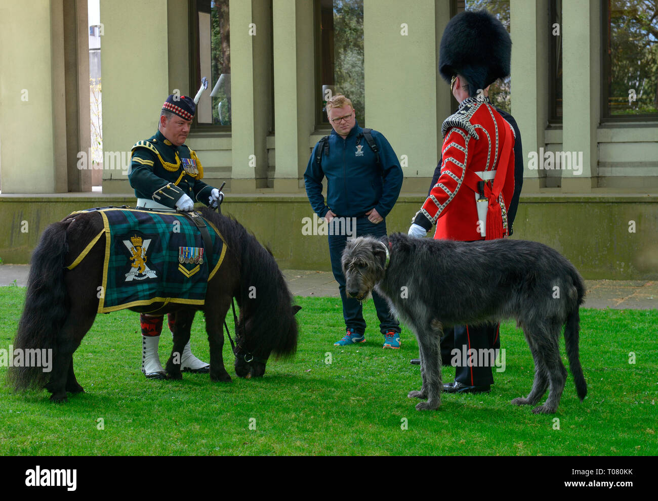 Protezioni irlandese Irish Wolfshound, pony Shetland Cruachan IV, Maskottchen reggimento reale di Scozia, Buckingham Palace a Londra, Inghilterra Foto Stock