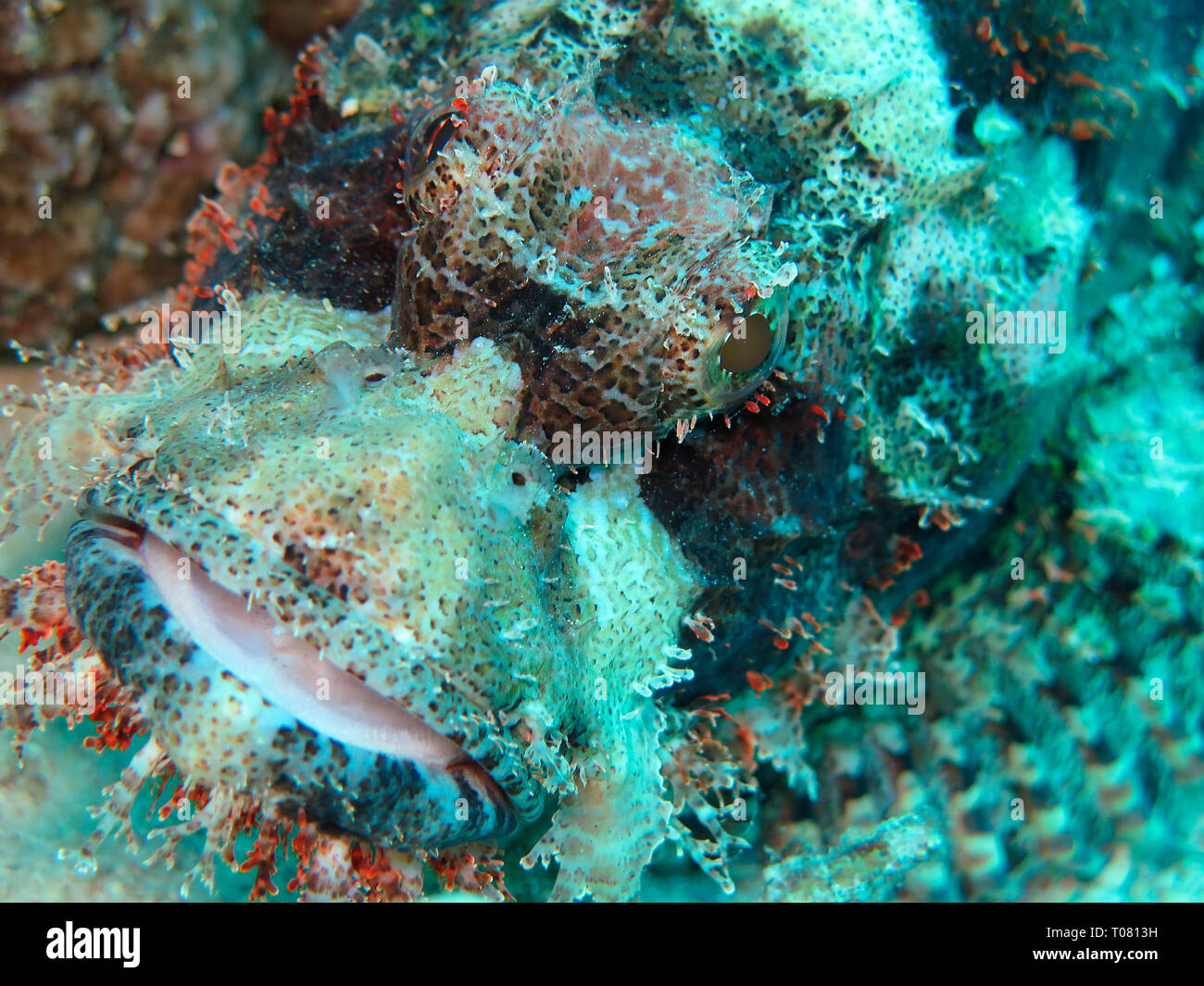 Baertiger Drachenkopf (Scorpaenopsis oxycephala), Rotes Meer, Aegypten ha Foto Stock