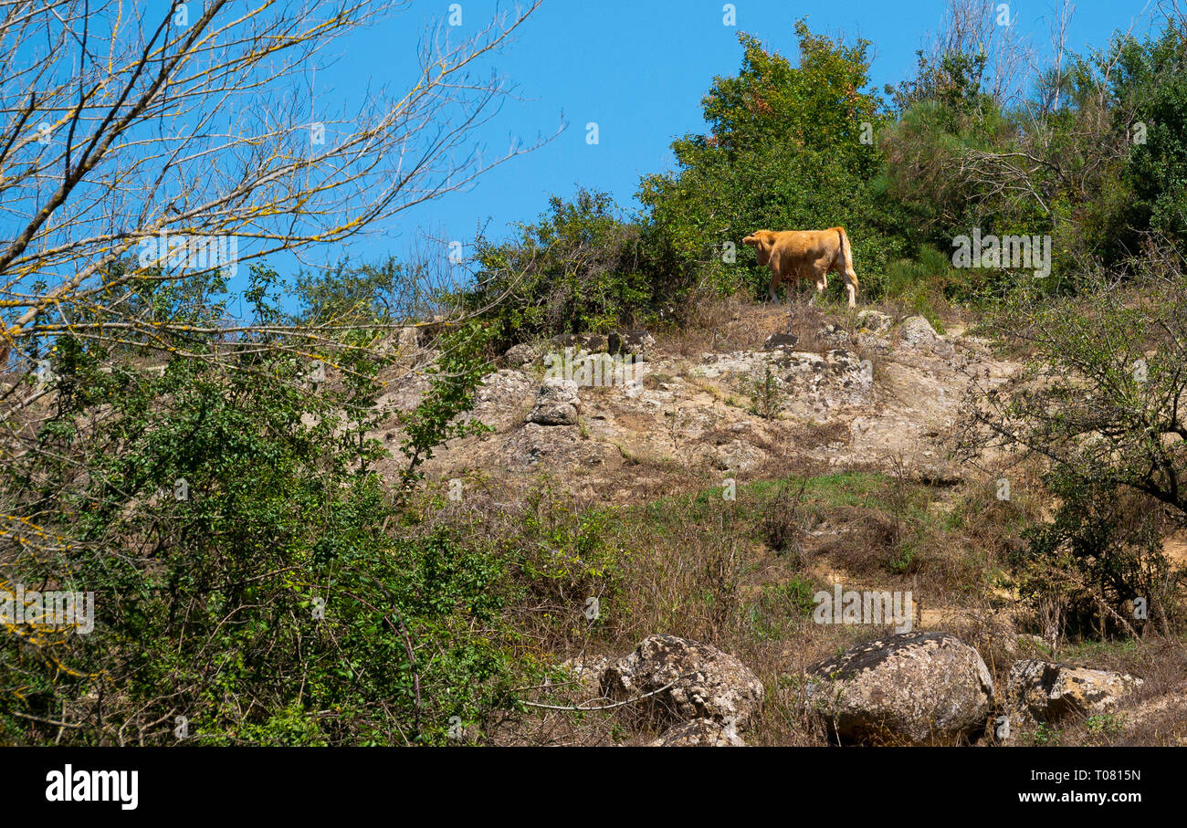 Italia Lazio Roma, fonte di Acqua Acetosa a Castel Nuovo di Porto, una vacca Foto Stock