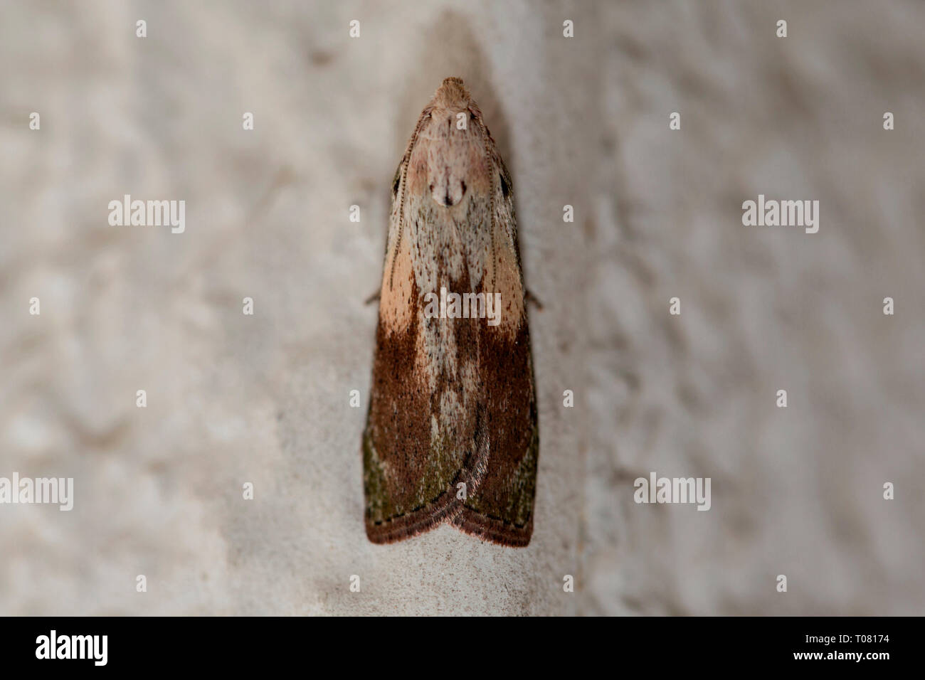 Giardino rose tortricid tarma (Acleris variegana) Foto Stock