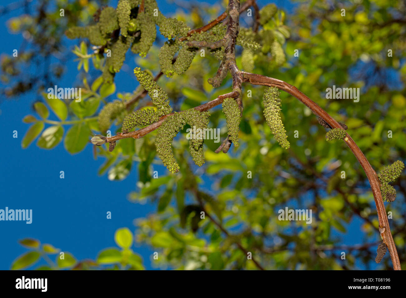 Noce persiano, inglese noce, (Juglans regia) Foto Stock